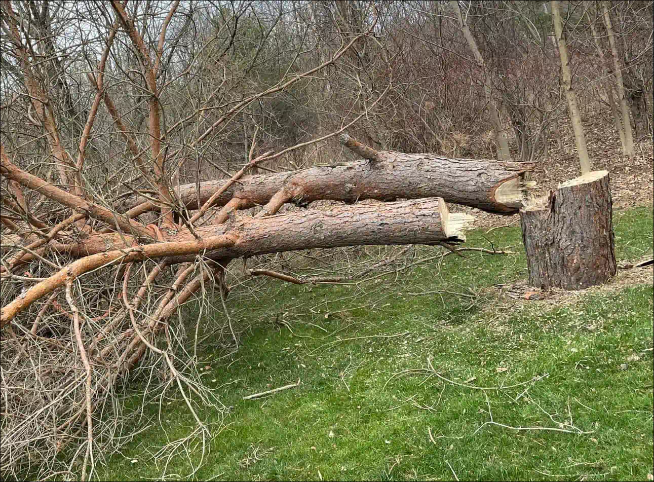 damaged tree due to a storm