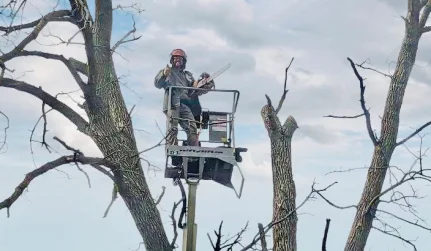 Legacy Tree Service gallery10