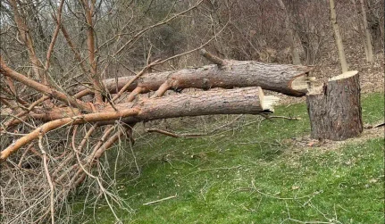 damaged tree due to a storm