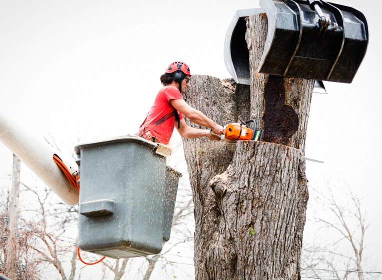 maple tree removal maple tree removal