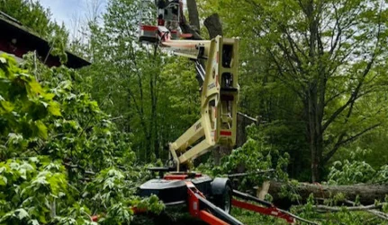 tree trimming on a residential property